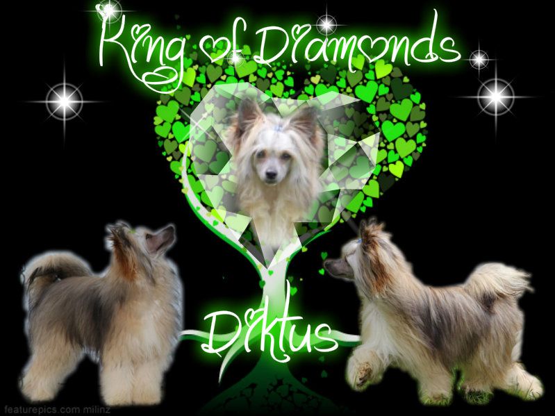 Diktus King of Diamonds