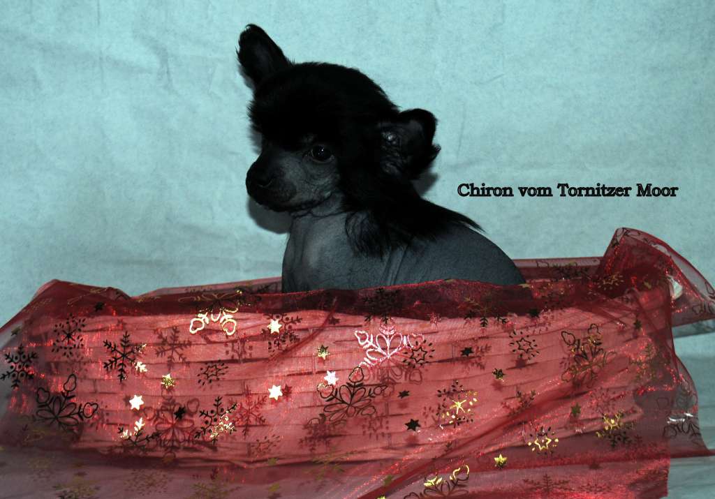 Chiron vom Tornitzer Moor