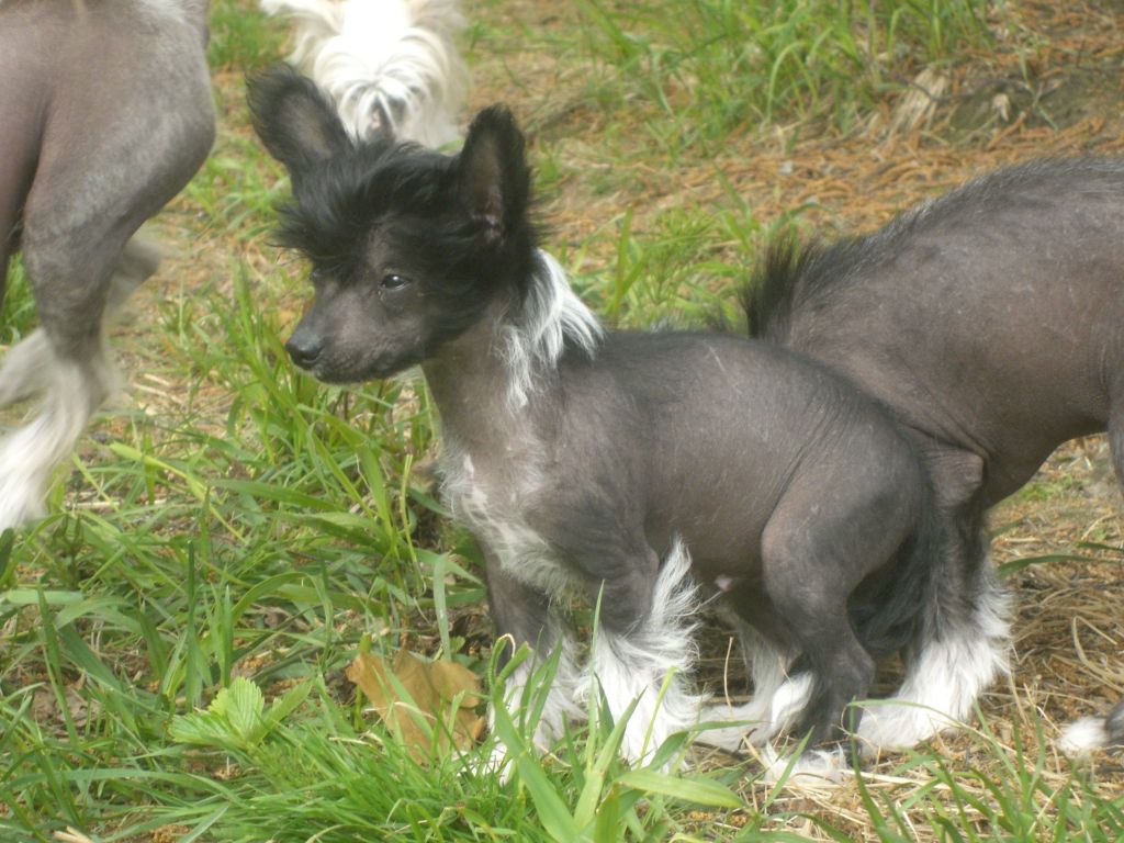 Meadowwood's Magnificent Nemo