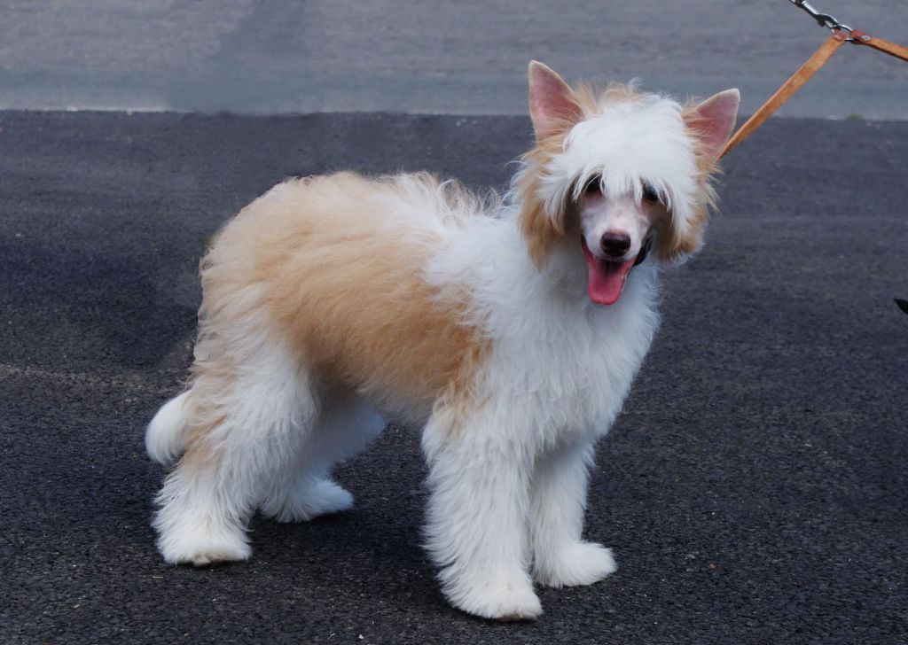 Assol Running on the Waves