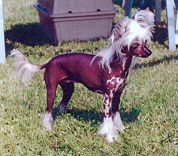 Maya-Na-Shou du Gué de Launay