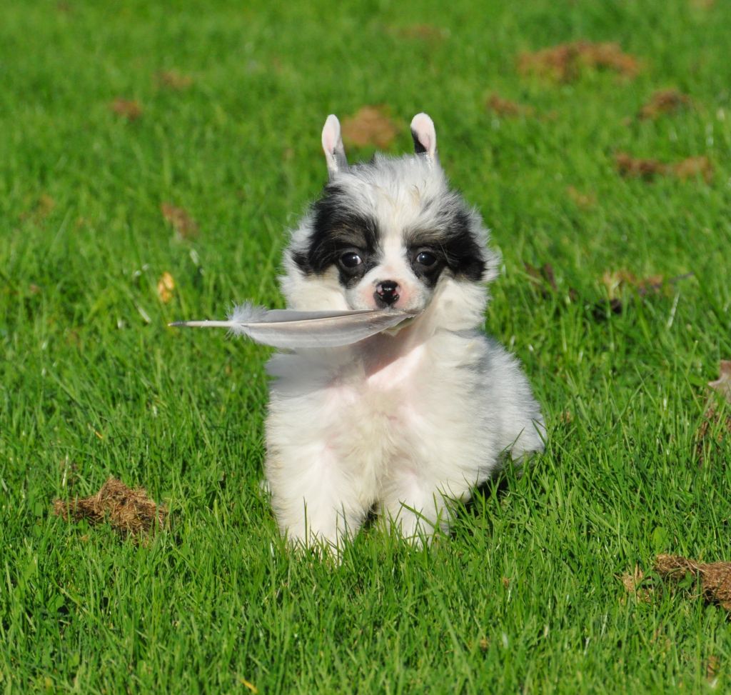 Jin Fizz Little Champs