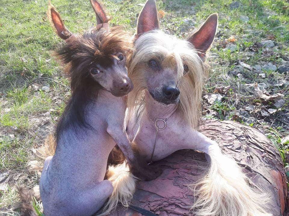 Bingwa's Blossom Alex Energy of the Sun