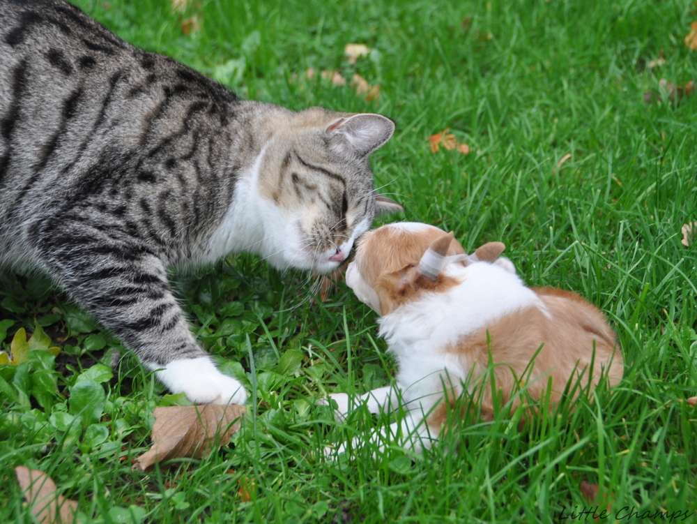 Reine de Coeur Little Champs