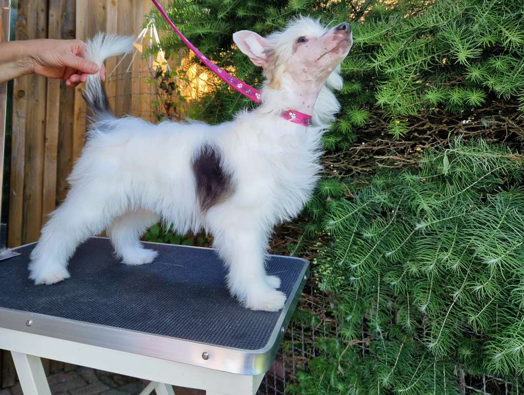 Pantea vom Apfelland