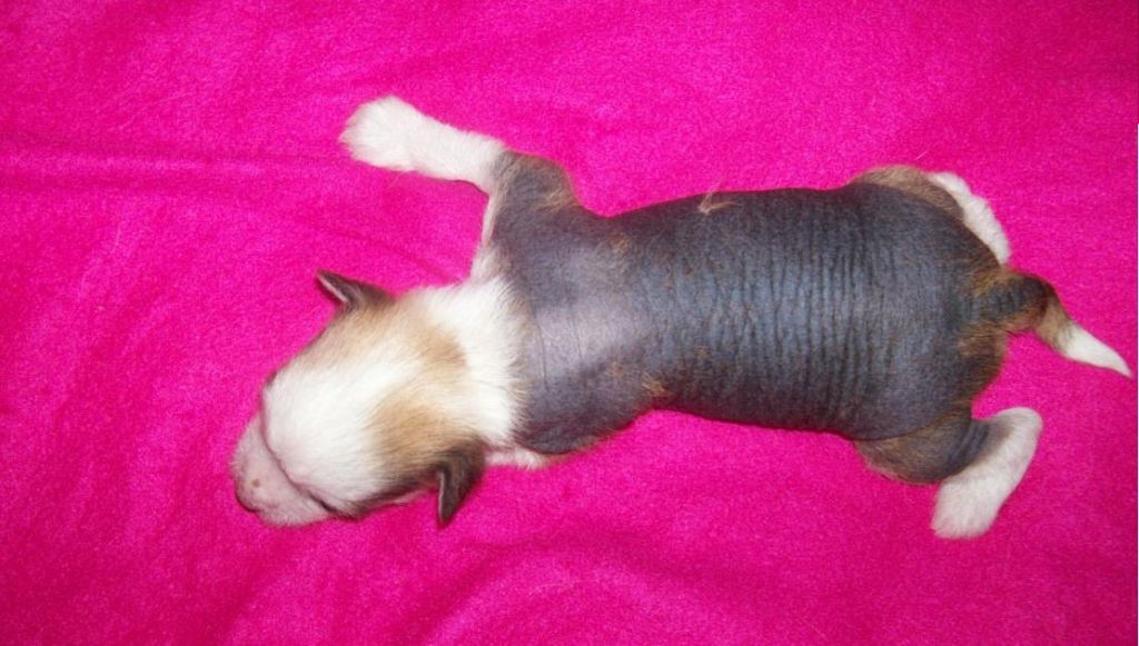 Barry-Scharon Gold Anet