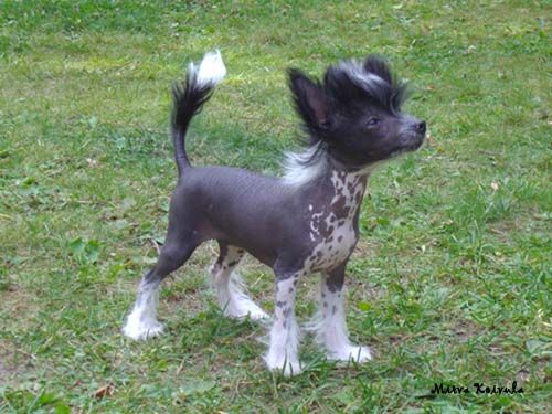 Tapi-Tapi Oraia Phoepe