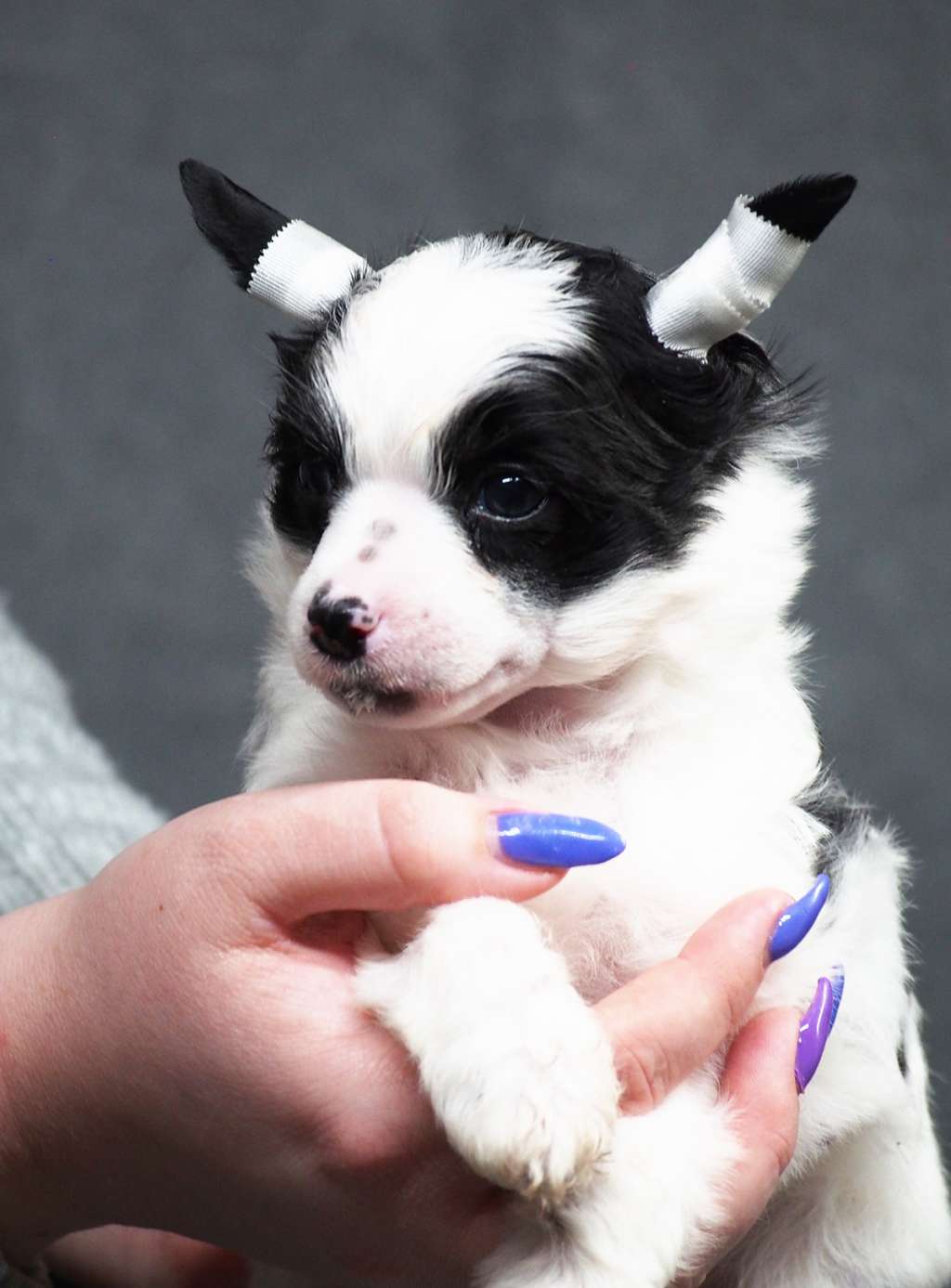 Royal Winter Heartbreaker