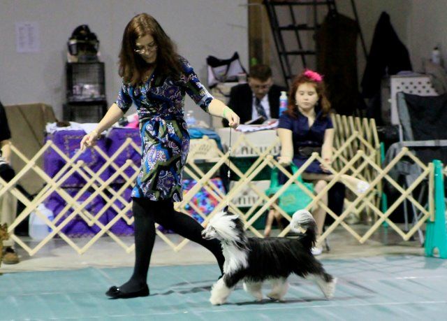 Colliwood's Echoing Thunder