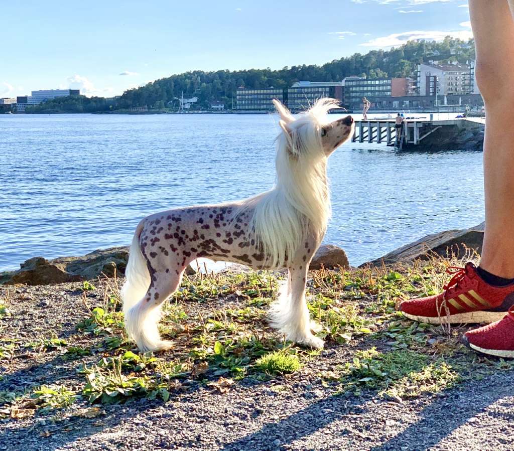 The Beauty Project von Shinbashi