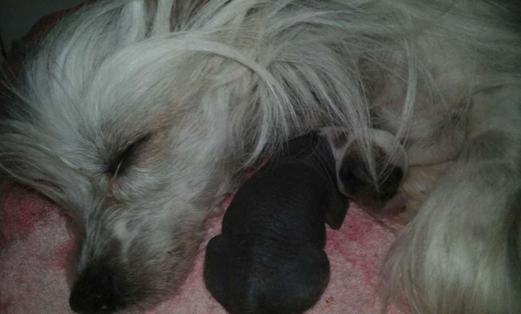 Saint Christopher's magic Tuning Twice