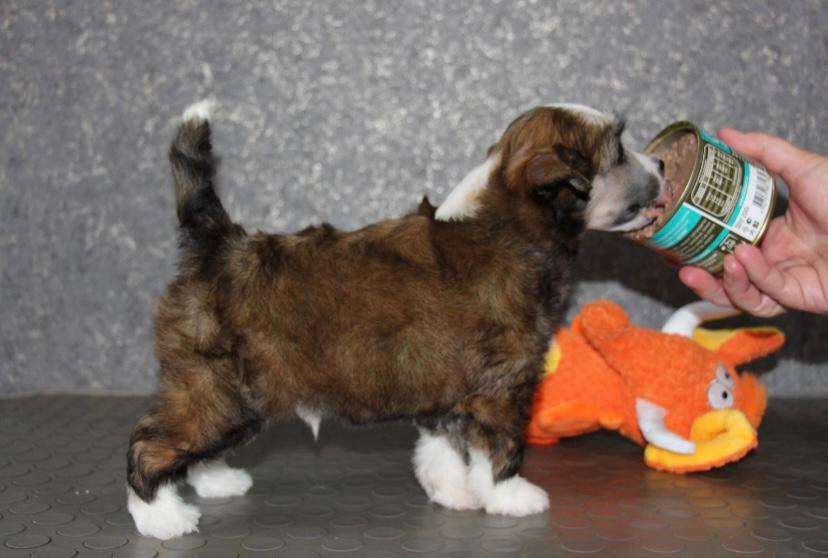 Gallurius Again The First