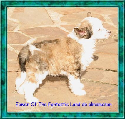 Eowen of the Fantastic Land de Almamasan