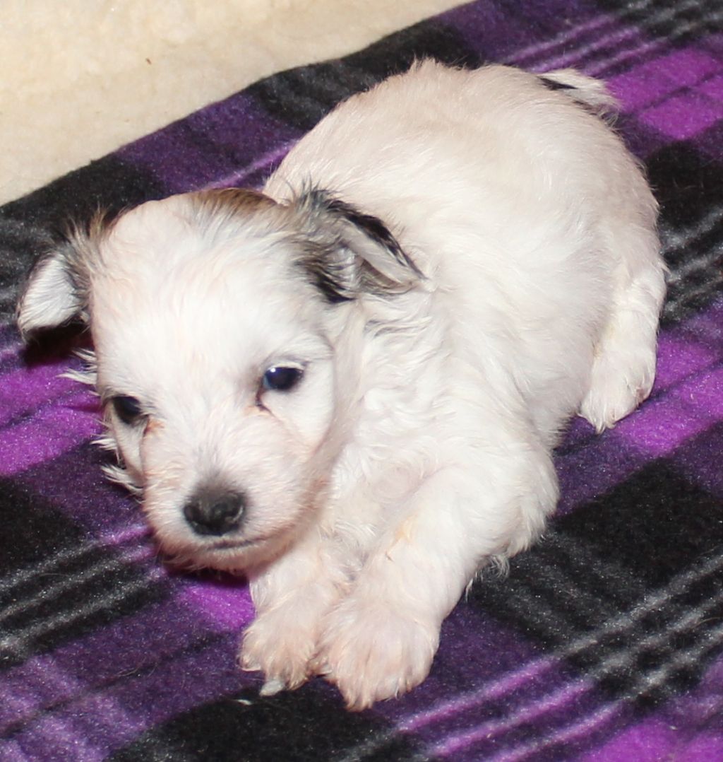 Saratoginja Caballero Charisma