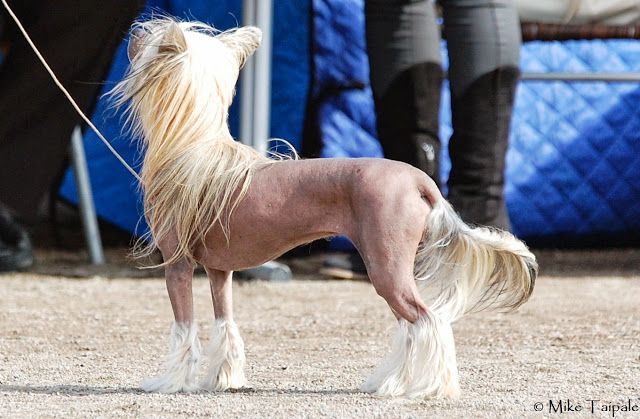 Amtietam's Dazzling Diamond