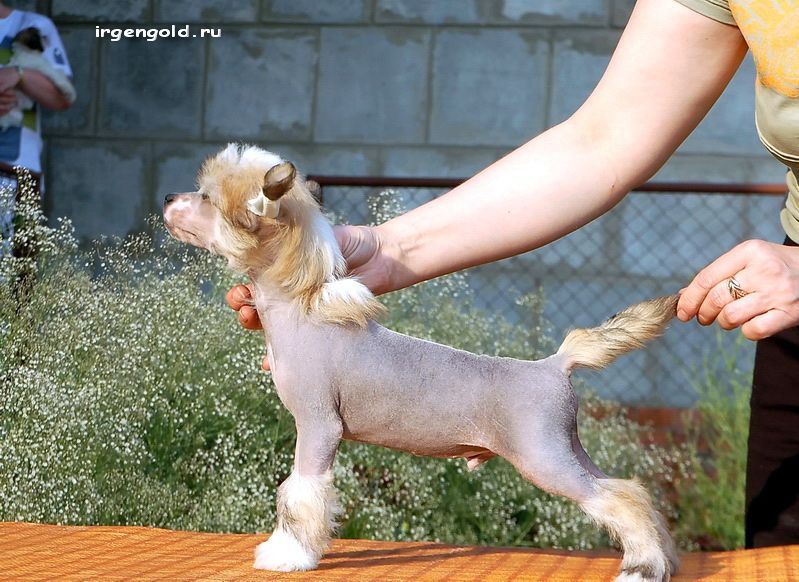 Irgen Gold Zoltan Cool