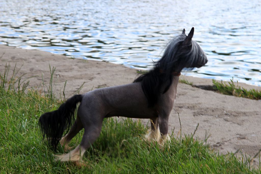 Zlato Dinastii Emmanuelle