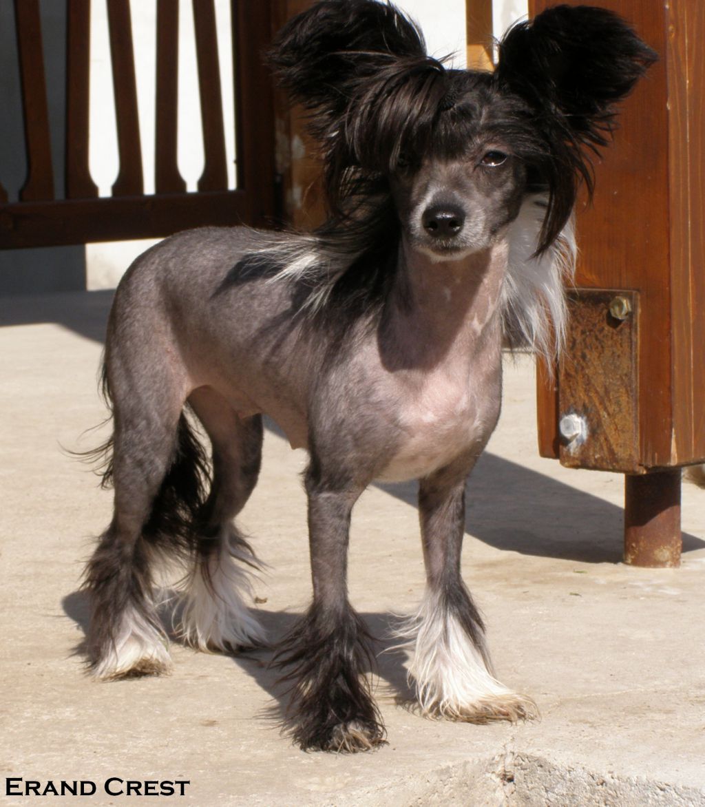 Erand Crest Dream Girl