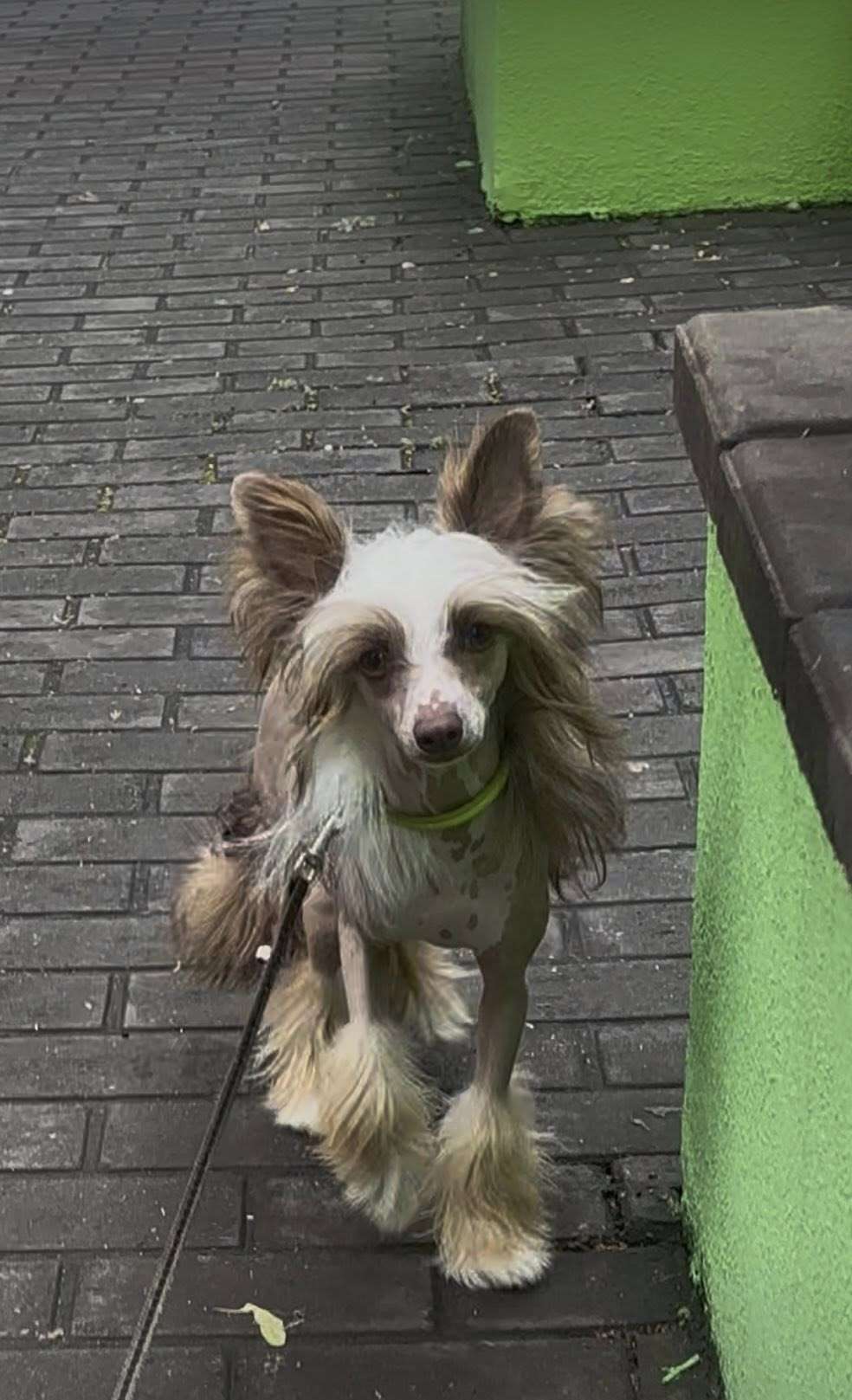 Mango Eclair Furswood