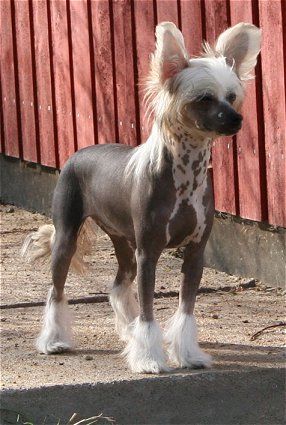 Dragon Moon Sapphire Sun