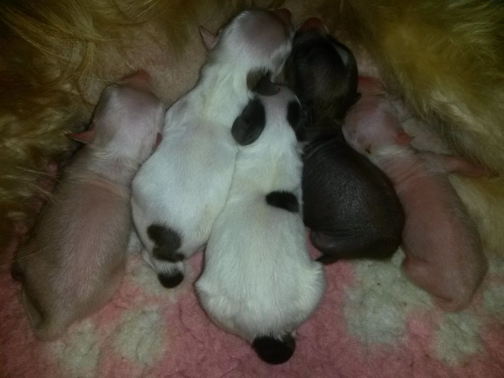 Sspoloch Show Triksi