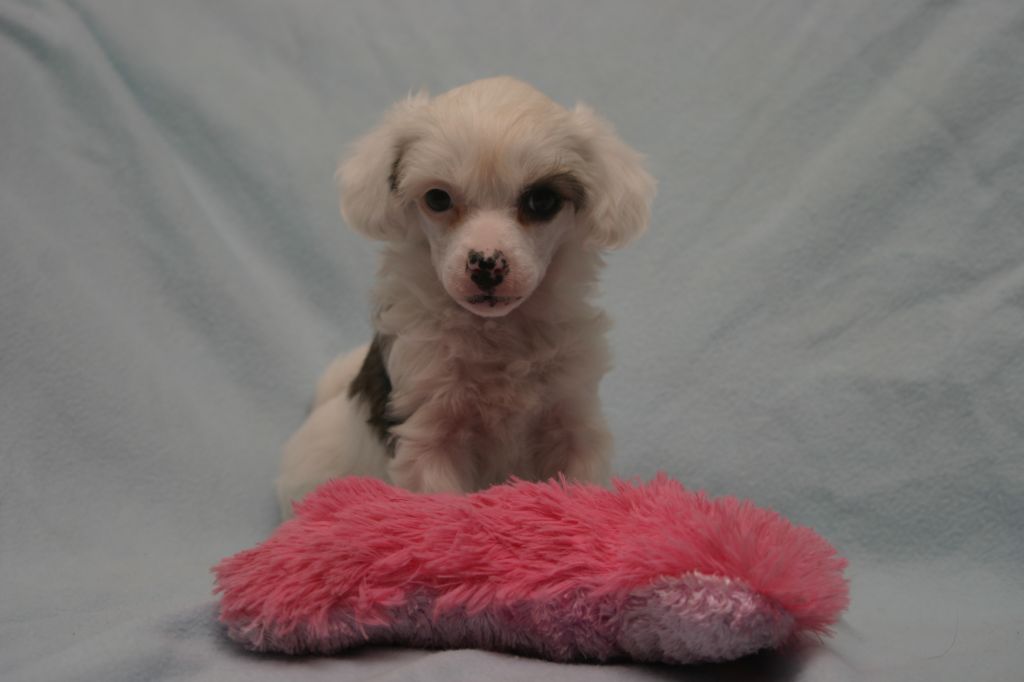 Happy Dancing Seven Seconds