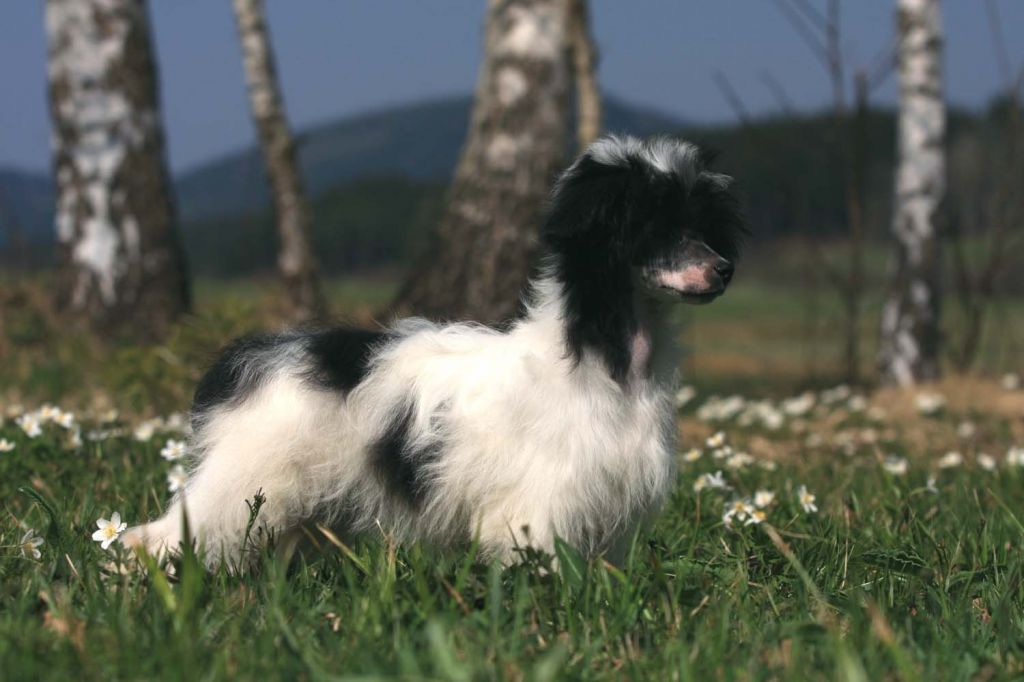 Jullietta Julia Certova stena