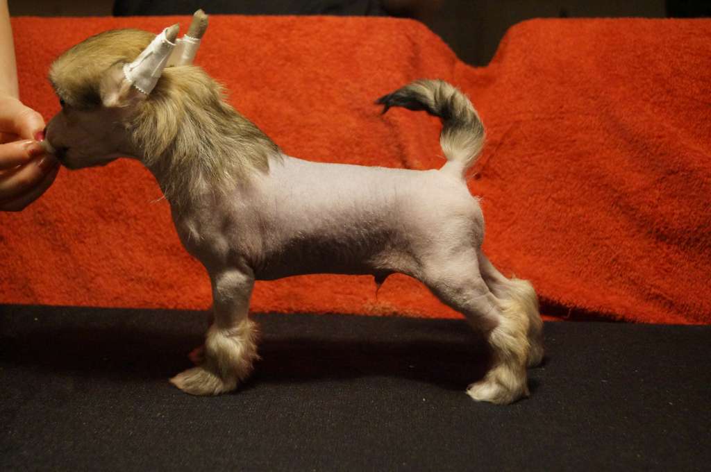 Miakoda's Judas Be My Guide