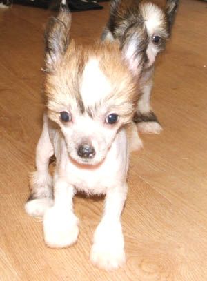 Ittybitty Mythical Ledgend