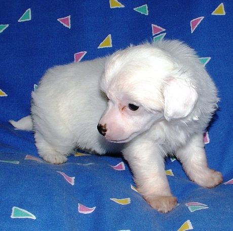 Brenta Pokerowy Zywot