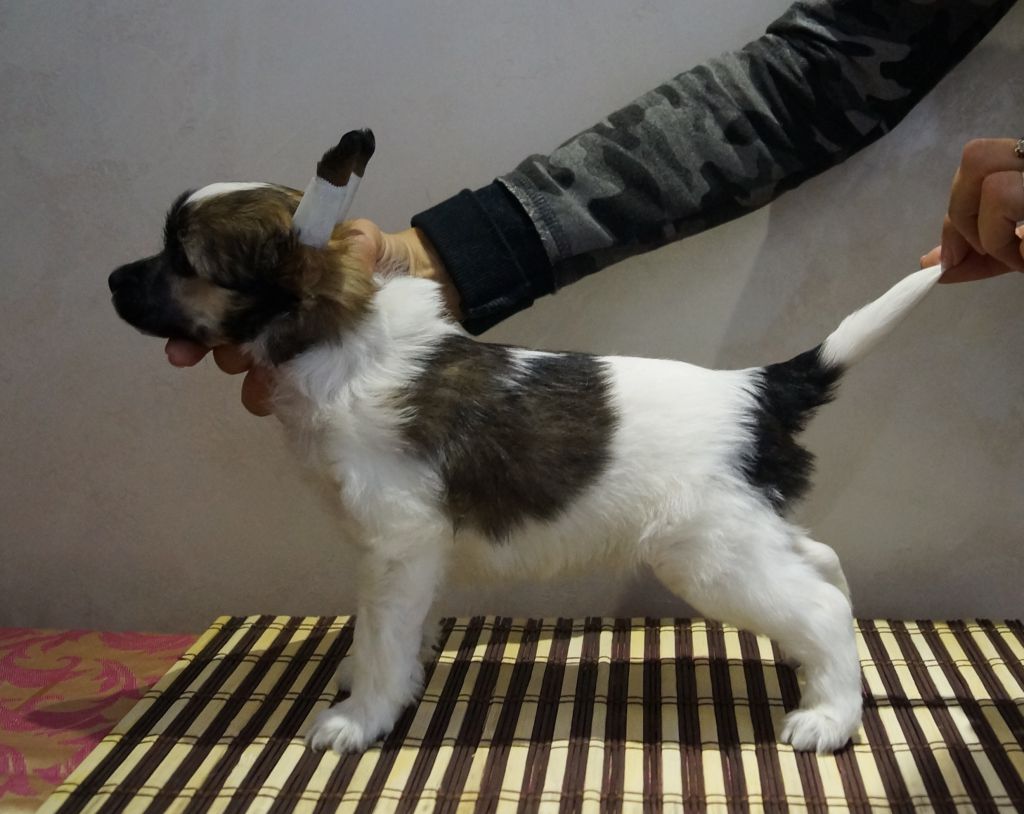 Vadis Rais Bonus Westtai