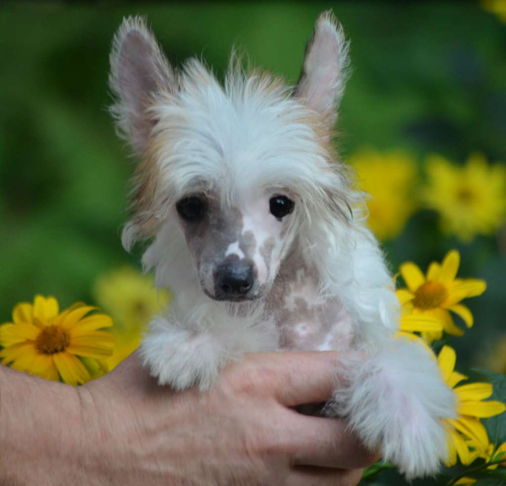 Magic of Success Caroline