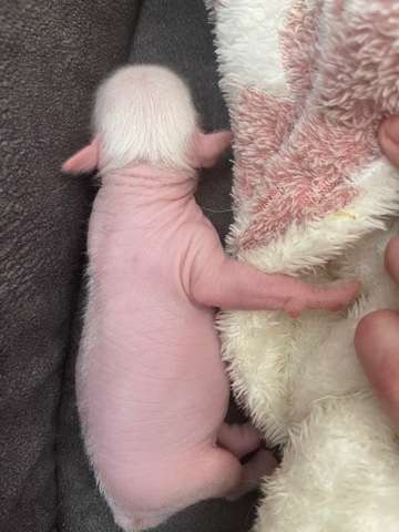 Show Galaktika Zlatan