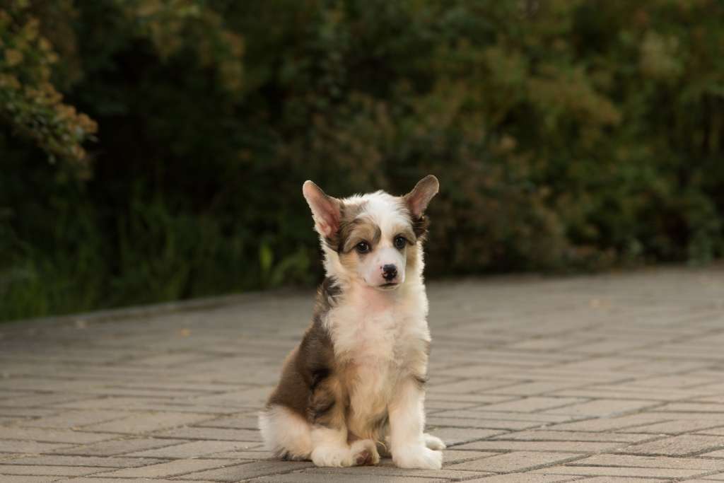 Anna Sky Kennel Handy Man