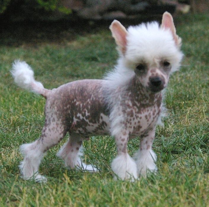 Keelago von Shinbashi