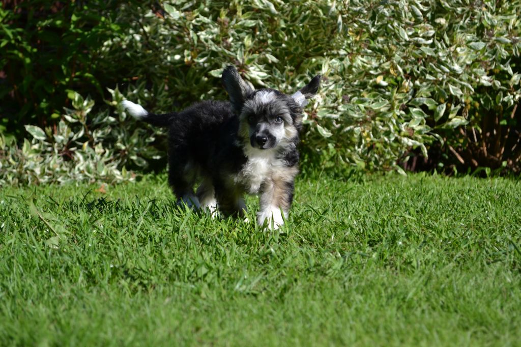 Landkris Norman Sparkling Black