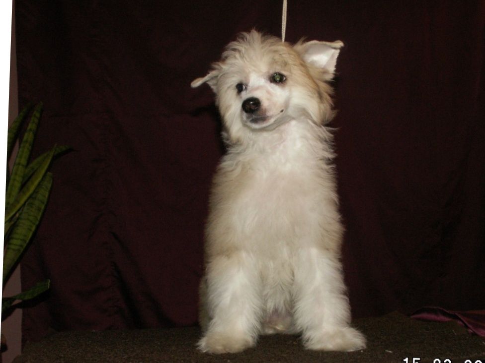 Nostalgia Velichestvennaya