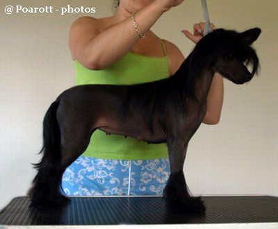 Journey to Jamaica Al Maarii Sapphire