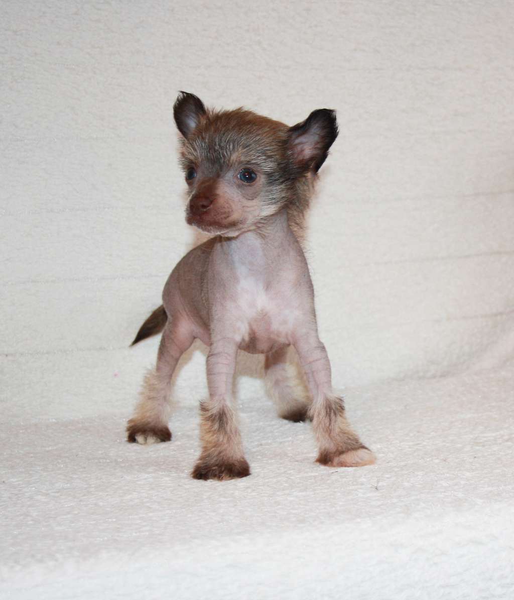 Yantarnaya Mechta Aleksiya