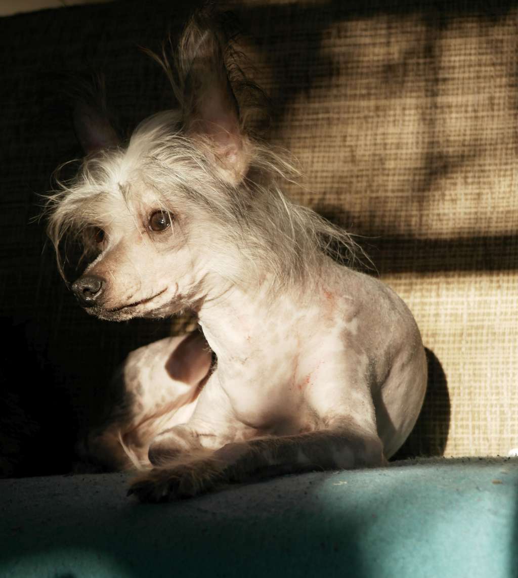 Royal Cresteds Dance Into The Light