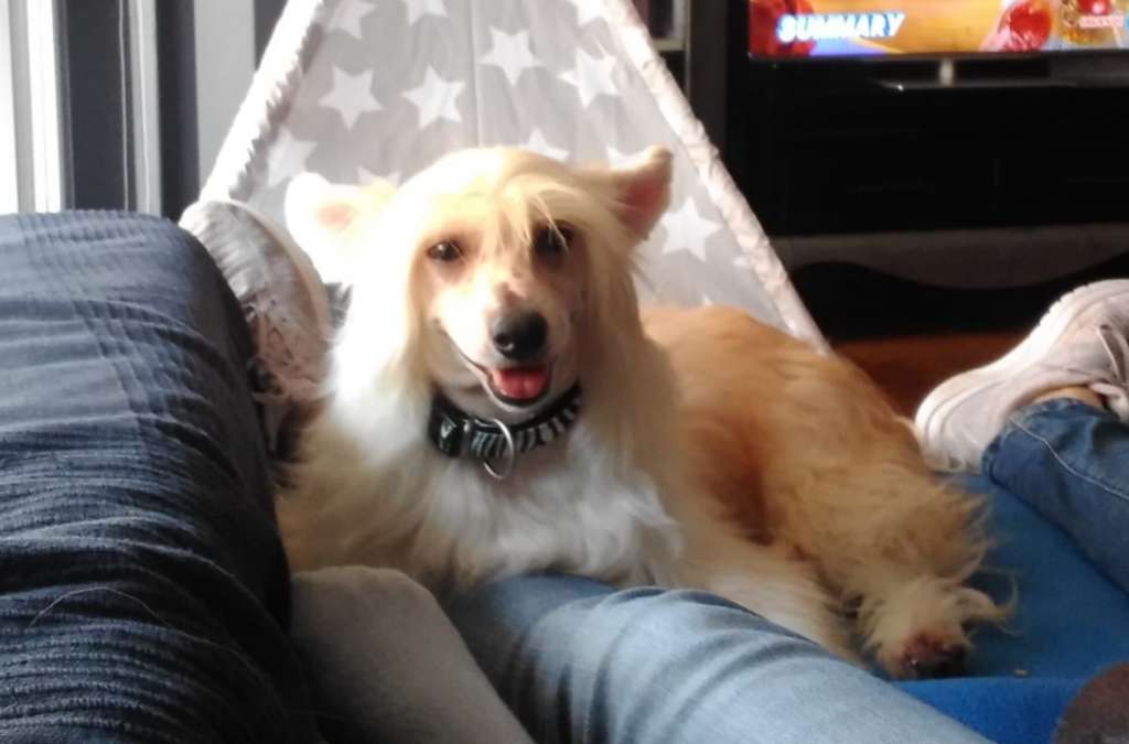 Magnus Staff Calix The Golden