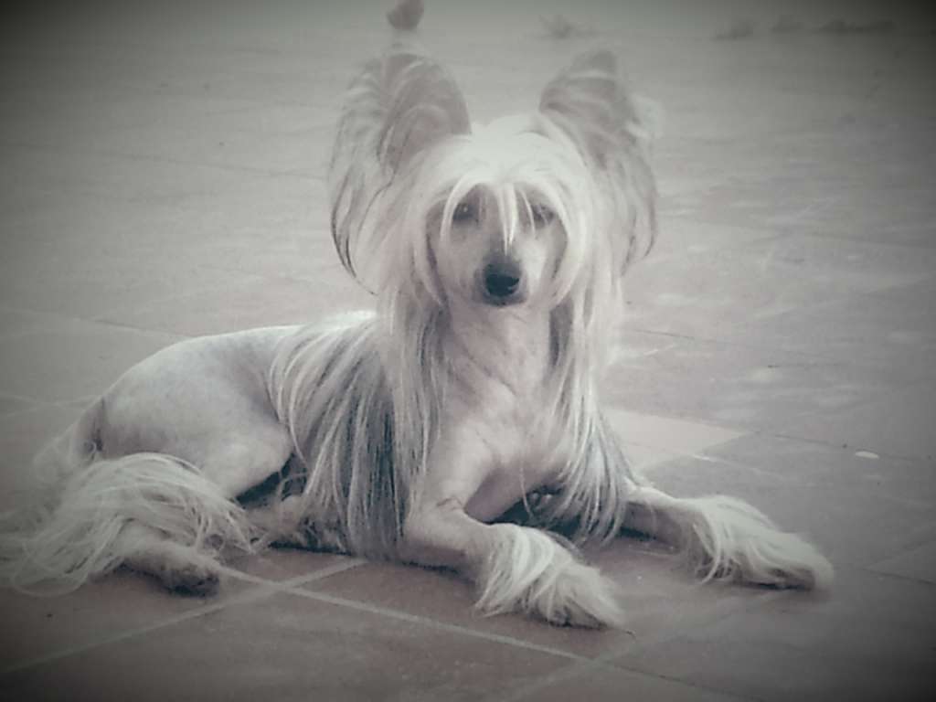 Astrid Mystery Queen beloved by the Gods