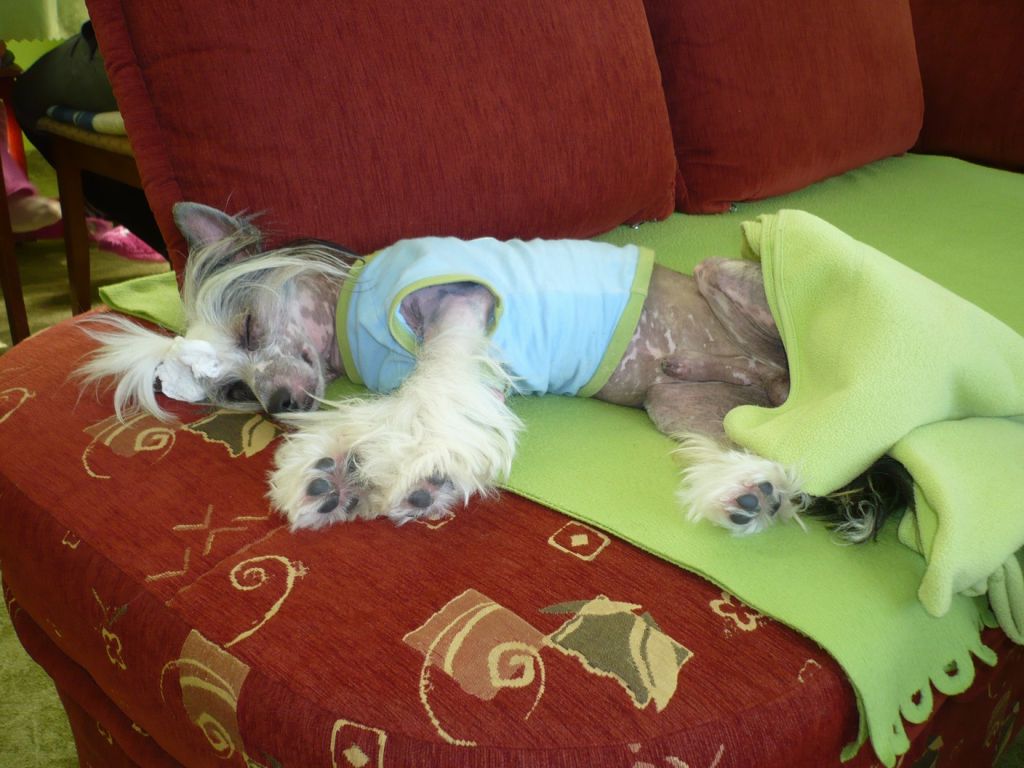 Neris La Estribero  Al Maarii Sapphire