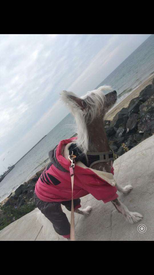 Shadow de L'Essence de Mon Tout