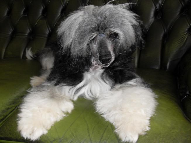 Frendor's Quarterback