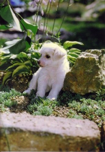 Akichita Little Pony