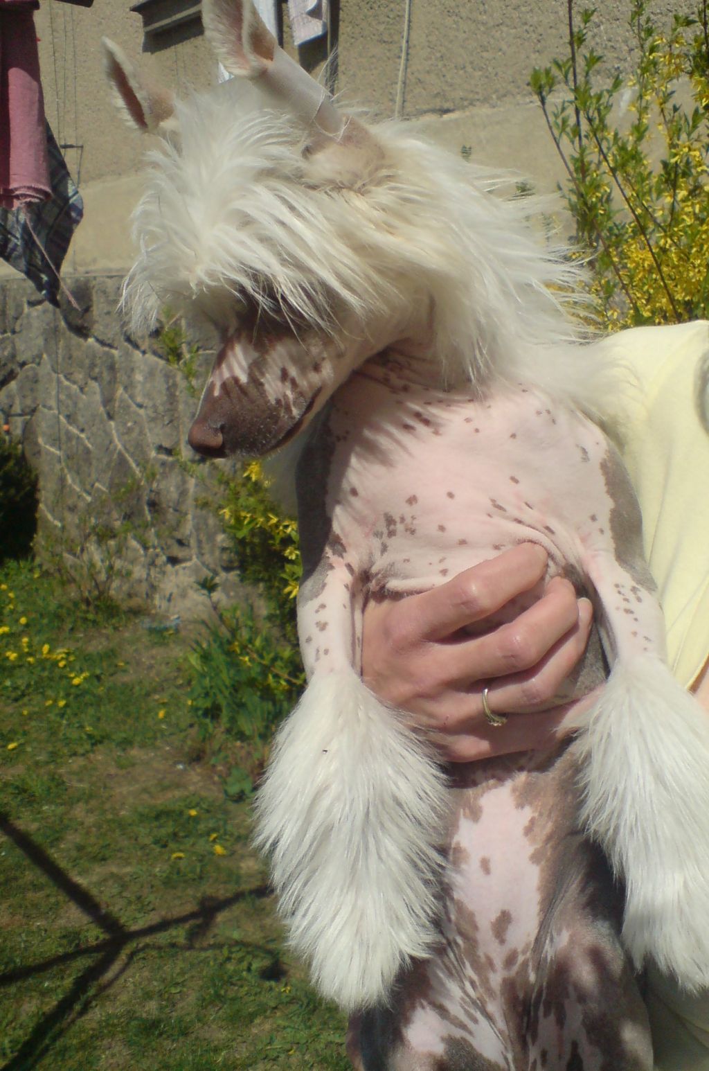 Gremmi Plysovy pritel