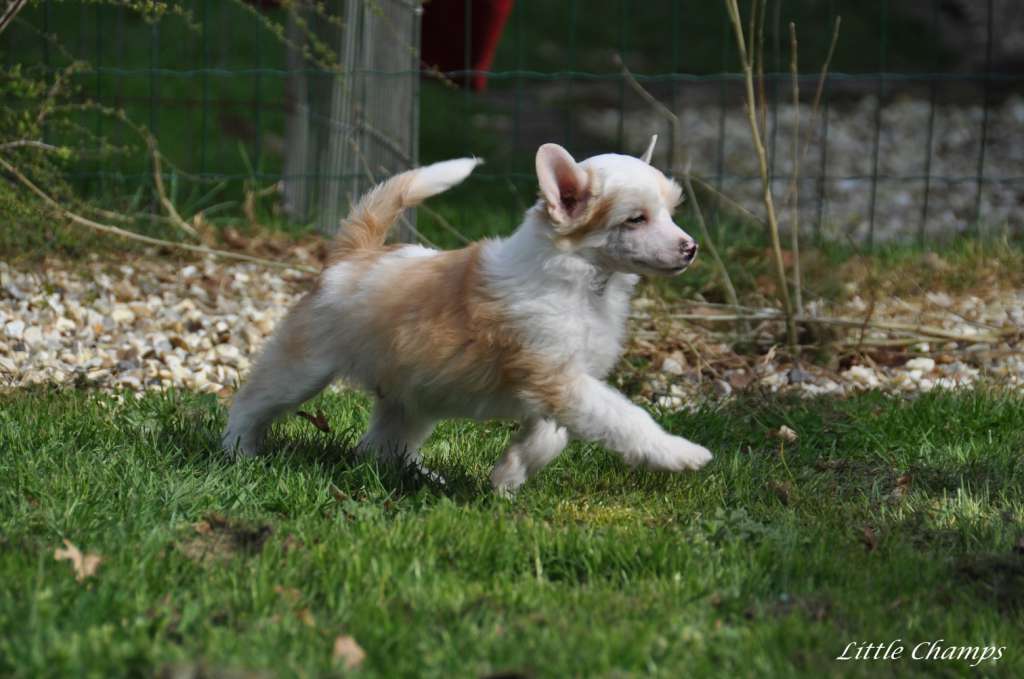 Napo'léon Little Champs