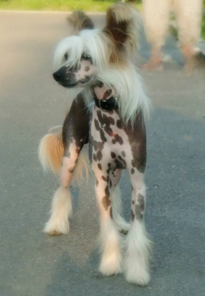 Monidgi Salvador Dali