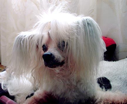 Razzmatazz Golden Edition